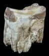 Hyracodon (Running Rhino) Tooth - South Dakota #60940-1